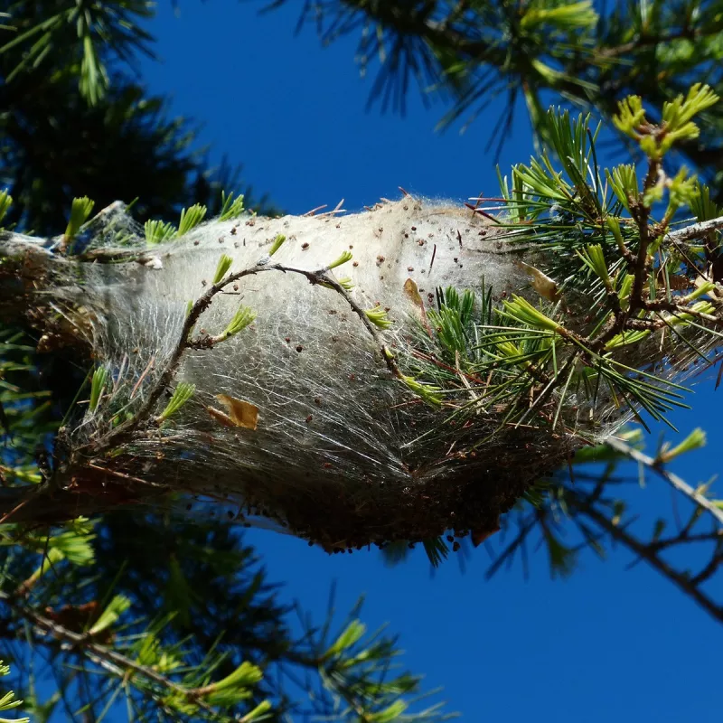 pheromone_chenille_processionnaire_du_pin