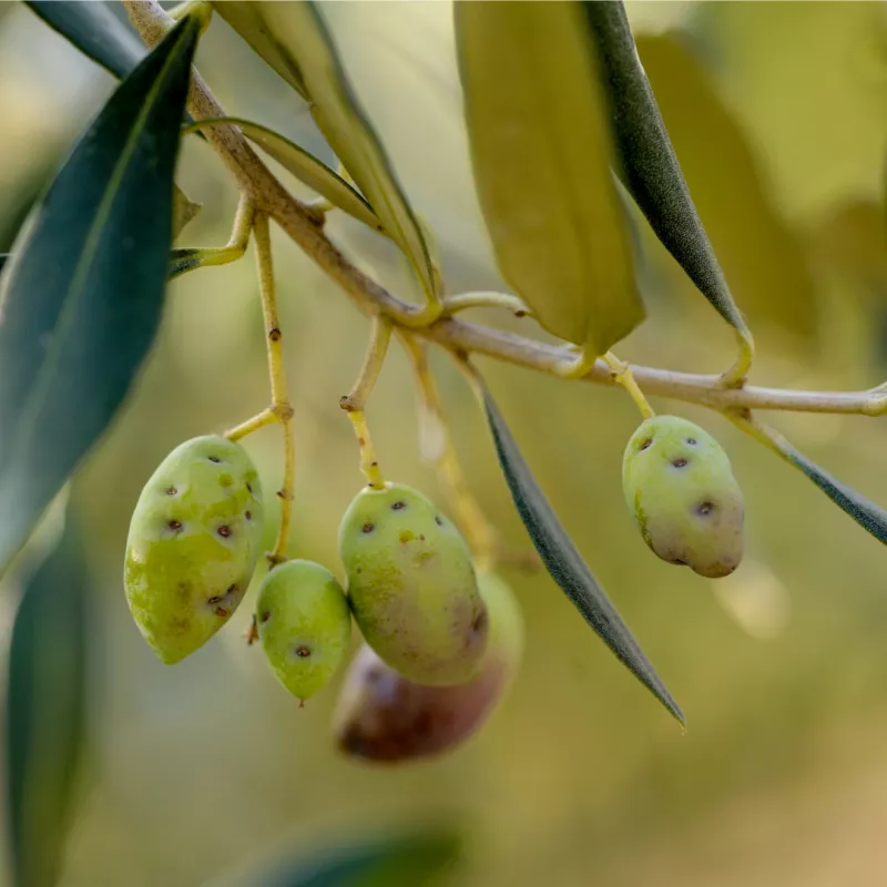 degats_mouche_de_l'olive