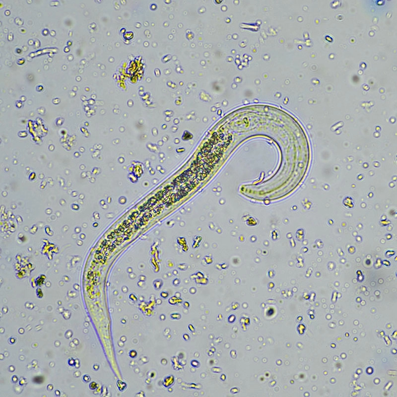 Nématodes pour gazon 5 M