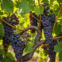 NeemAzal®-T/S Vigne Andermatt France