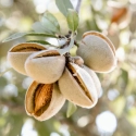 Madex® Pro - Insecticide Biocontrôle utilisable en AB