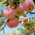 Madex Twin - Insecticide de Biocontrôle contre carpocapse pomme