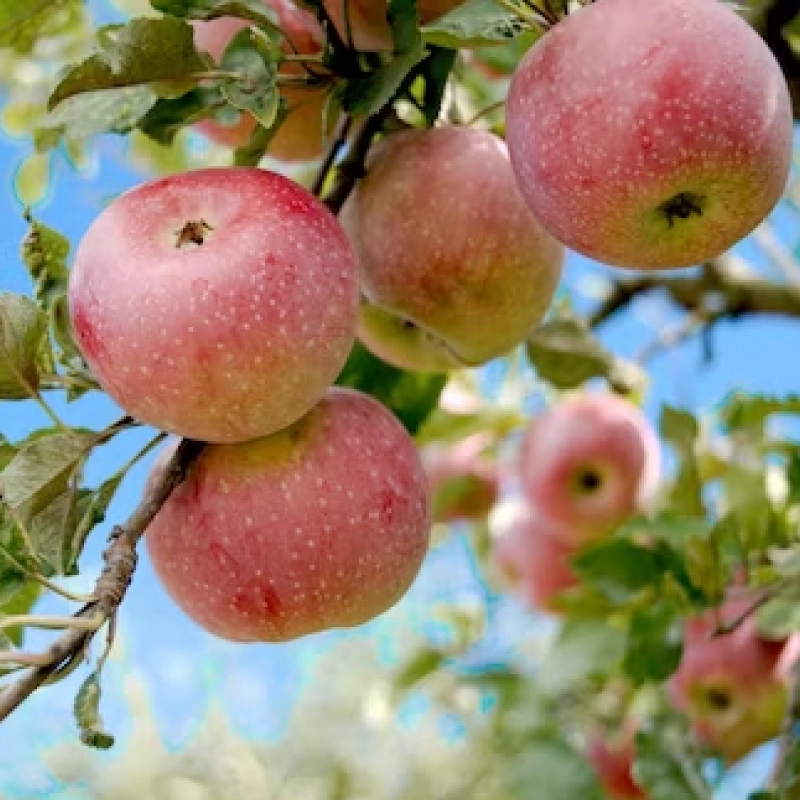 Madex Twin - Insecticide de Biocontrôle contre carpocapse pomme