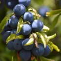 Madex Twin - Insecticide de Biocontrôle contre carpocapse pomme