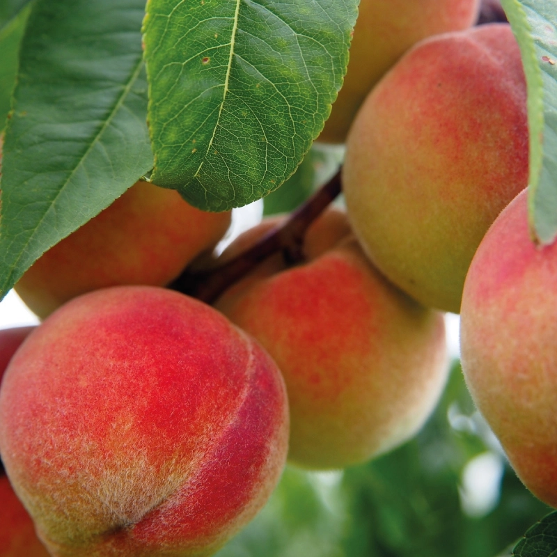 Phéromone macrodosée tordeuse orientale du pêcher