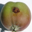 Phéromone macrodosée carpocapse de la pomme