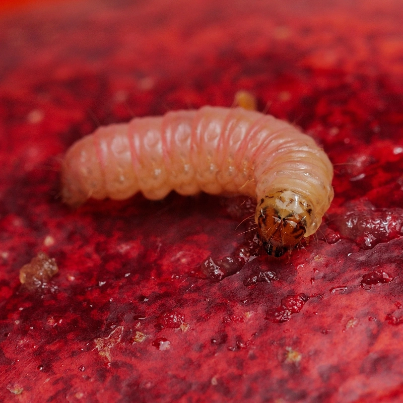 Phéromone macrodosée carpocapse de la pomme