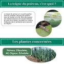 kit_pheromone_teigne_poireau_andermatt_france