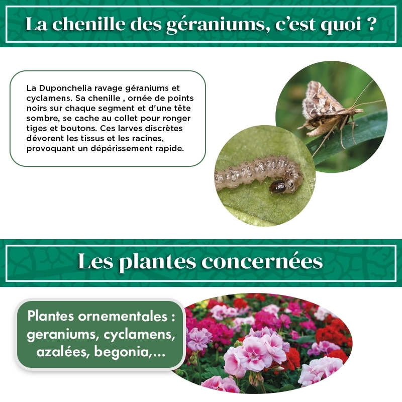 kit_pheromone_duponchelia_fovealis_andermatt