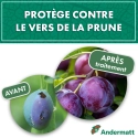 pheromone_carpocapse_des_prunes_andermatt