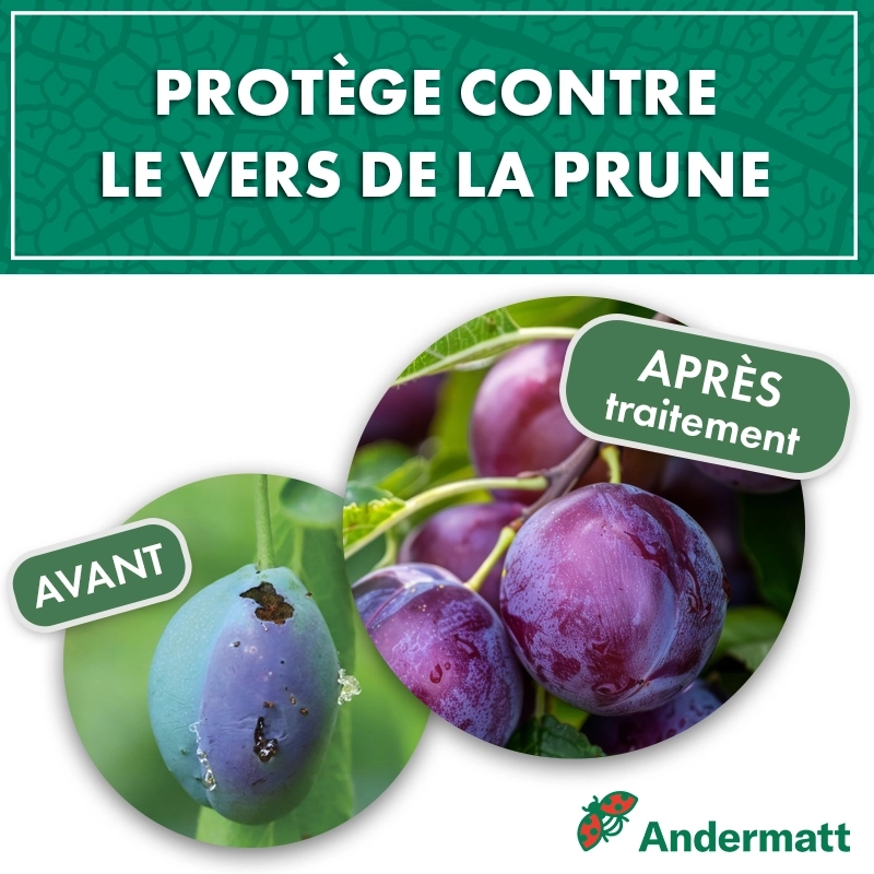 pheromone_carpocapse_des_prunes_andermatt