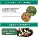 pheromone_carpocapse_des_prunes_andermatt