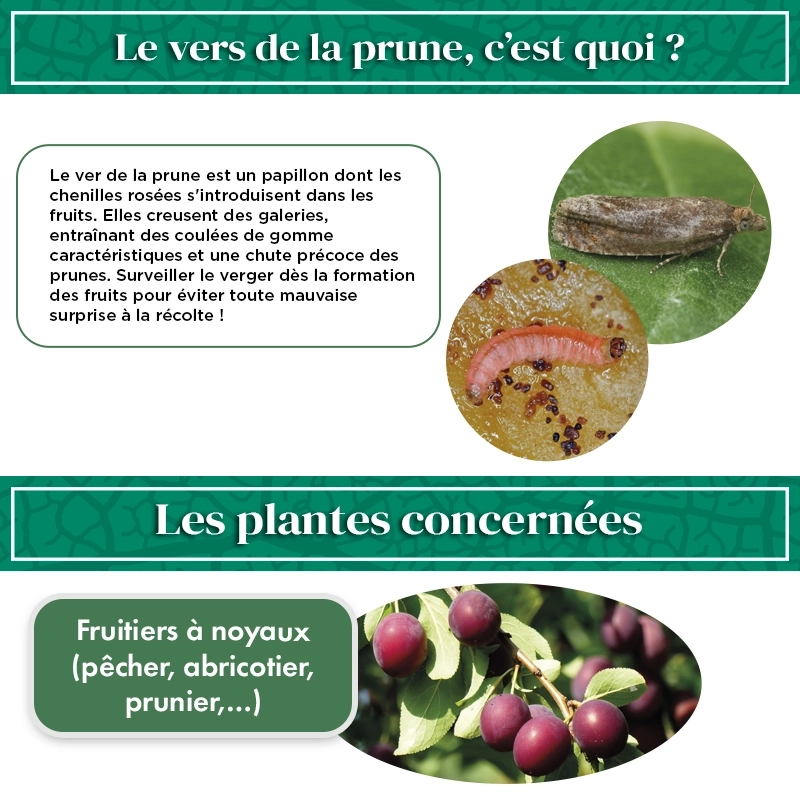 pheromone_carpocapse_des_prunes_andermatt