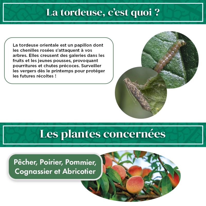 kit_pheromone_tordeuse_orientale_du_pecher_andermatt