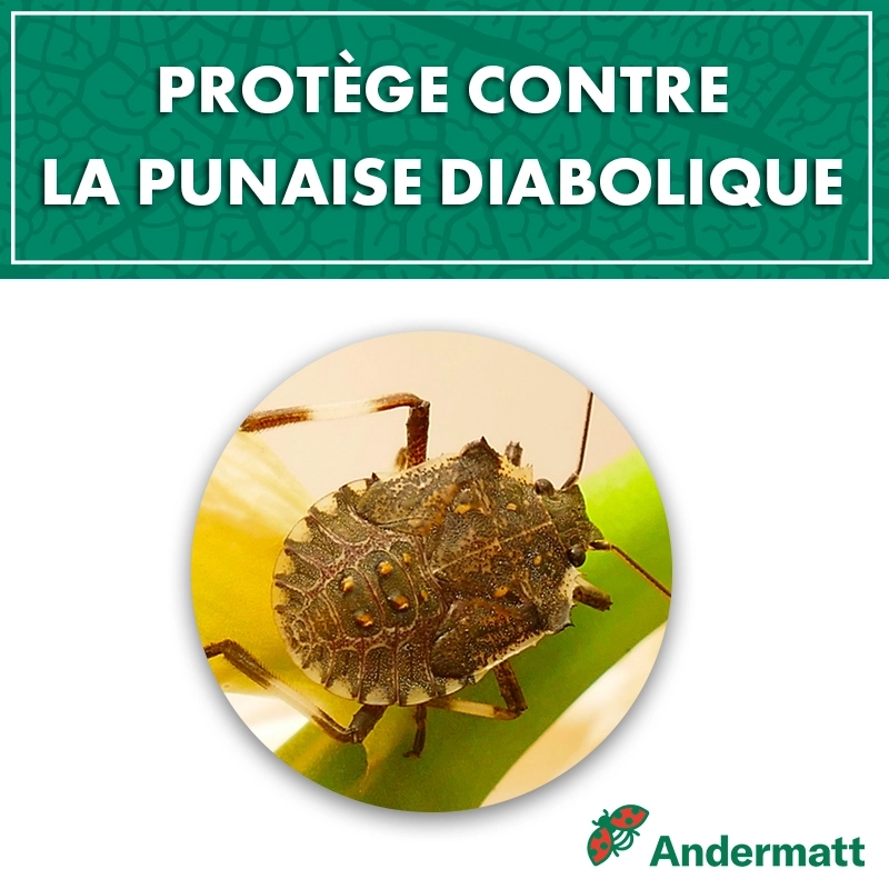 Kit phéromone Punaise Diabolique andermatt