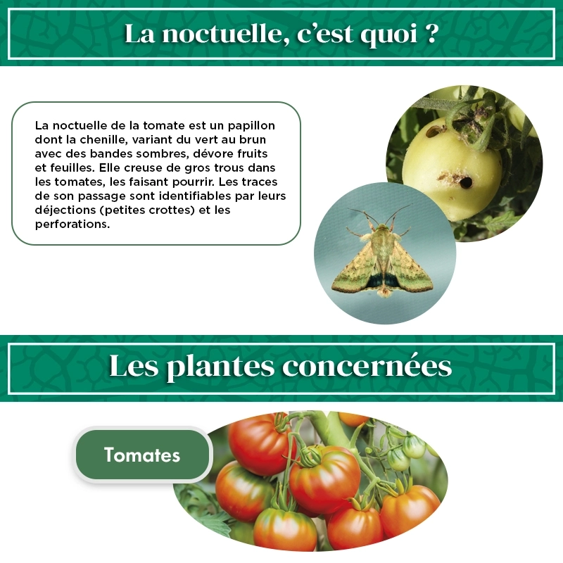 kit_pheromone_heliothis_noctuelle_de_la_tomate_andermatt
