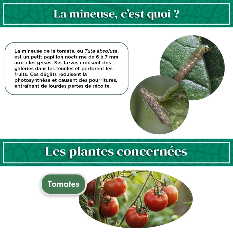 kit_pheromone_mineuse_tomate_piège_delta_andermatt