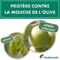 kit_pheromone_mouche_de_l'olive_andermatt
