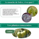 kit_pheromone_mouche_de_l'olive_andermatt