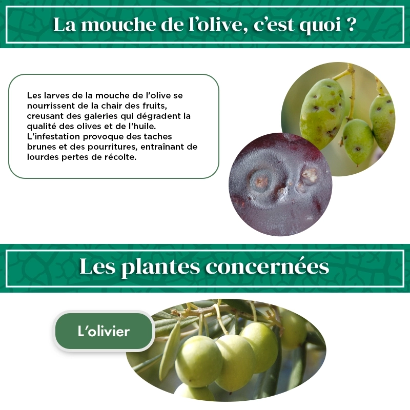 kit_pheromone_mouche_de_l'olive_andermatt