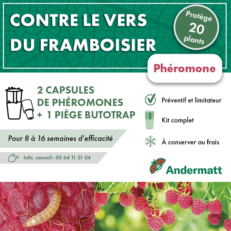 Kit Phéromone Ver du framboisier Andermatt