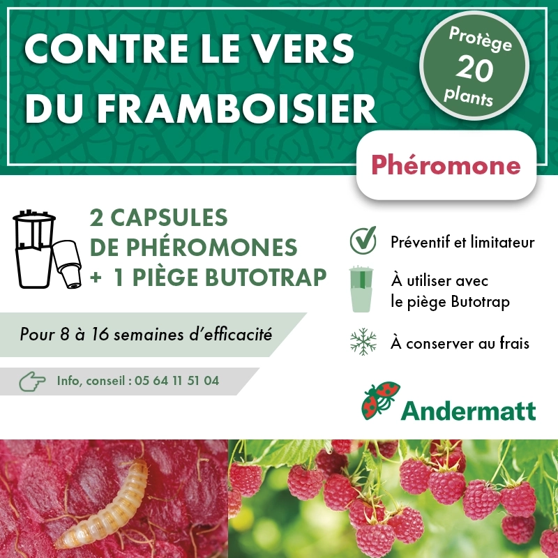 pheromone_ver_du_framboisier_andermatt