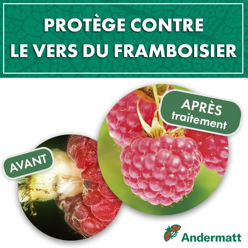pheromone_ver_du_framboisier_andermatt