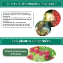 pheromone_ver_du_framboisier_andermatt