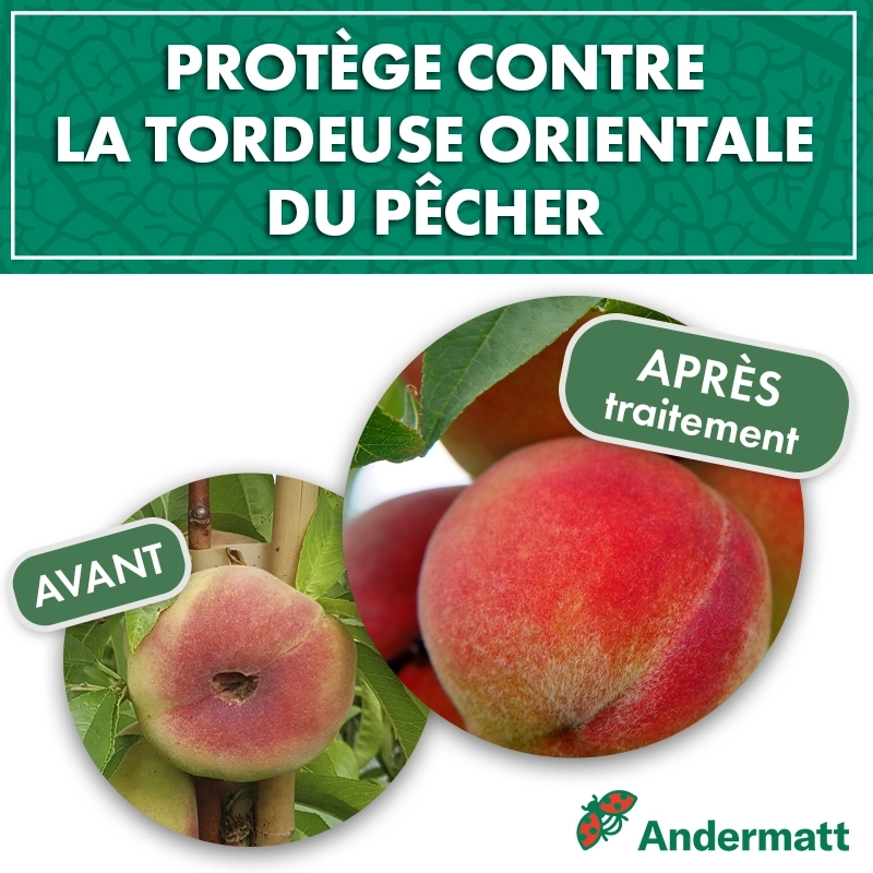 pheromone_tordeuse_orientale_du_pecher_andermatt