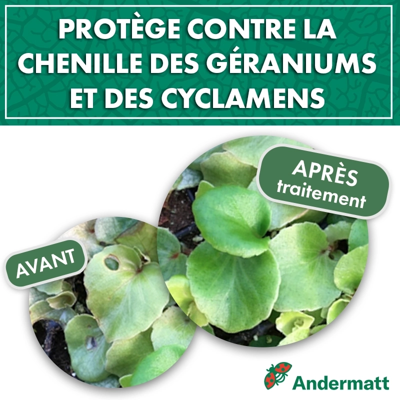 pheromone_duponchelia_fovealis_andermatt