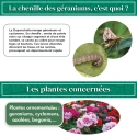 pheromone_duponchelia_fovealis_andermatt