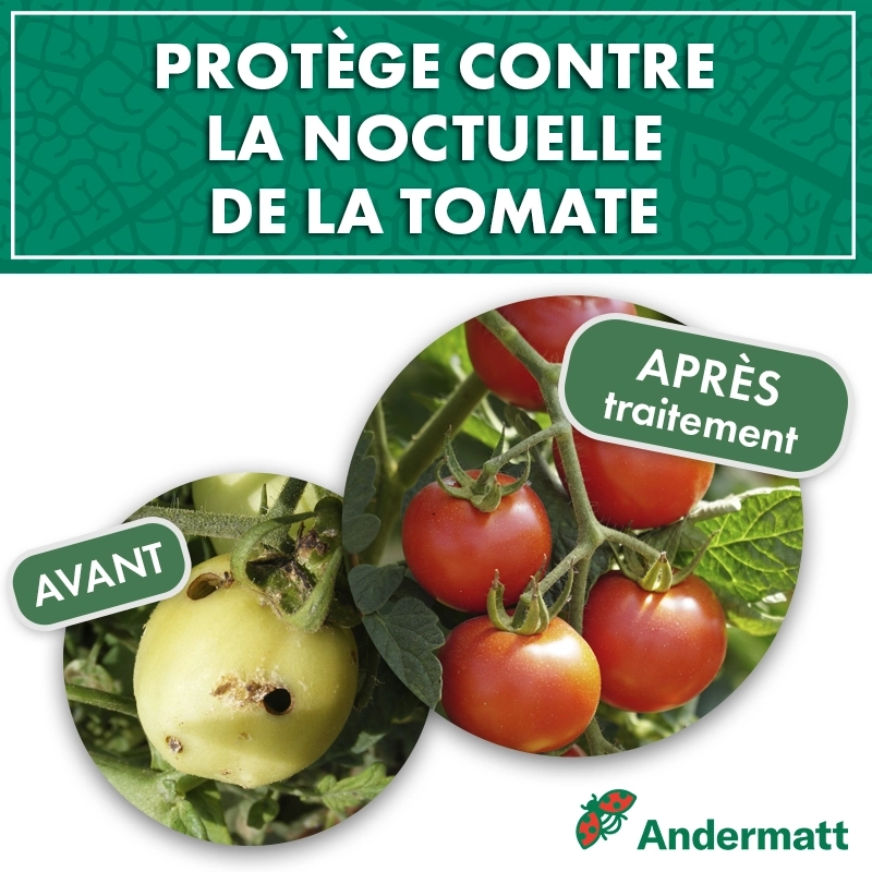 pheromone_heliothis_noctuelle_de_la_tomate_andermatt
