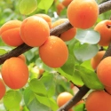 NeemAzal®-T/S Arbo