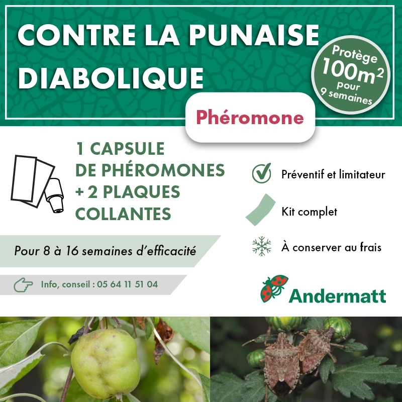 Kit phéromone Punaise Diabolique andermatt