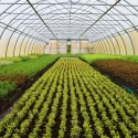 Rhizovital 4200 1L