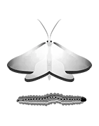 Pièges à insectes, large gamme de pièges spécifiques